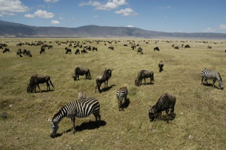 Fauna en Ngorongoro